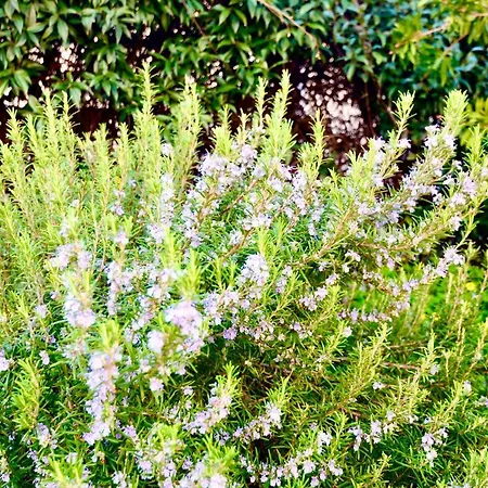 Civiconove 公寓 皮昂比诺